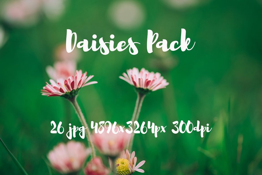 雏菊特写镜头高清照片素材 Daisies photo Pack插图(10)