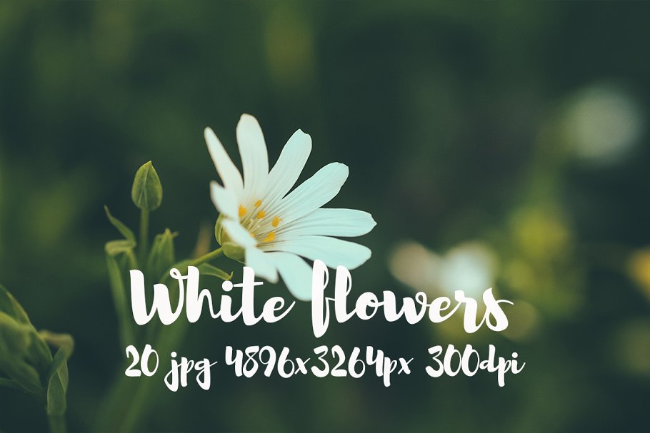 白色花卉高清照片素材合集 White flowers photo pack插图5