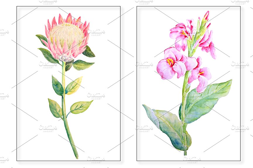 手绘水彩热带叶状花素材 Watercolor Tropical Foliage Flowers插图2