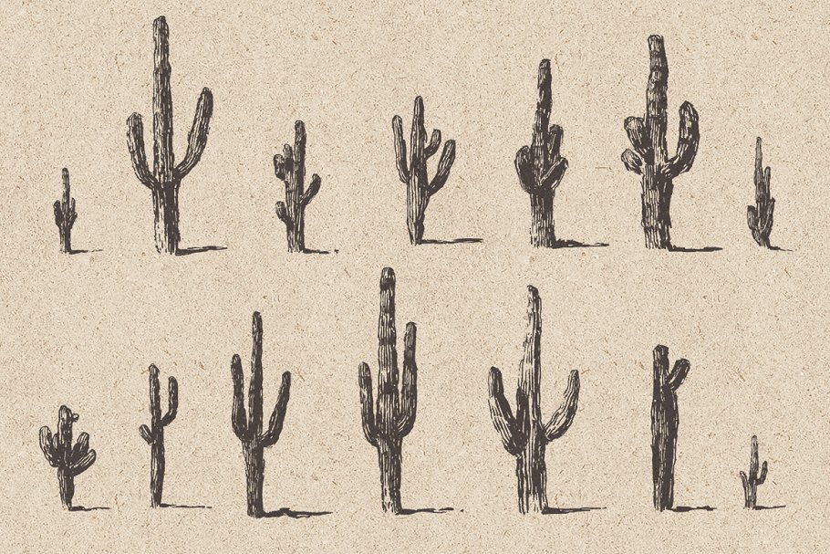仙人掌素描风格设计素材 Big cacti bundle, sketch style插图2