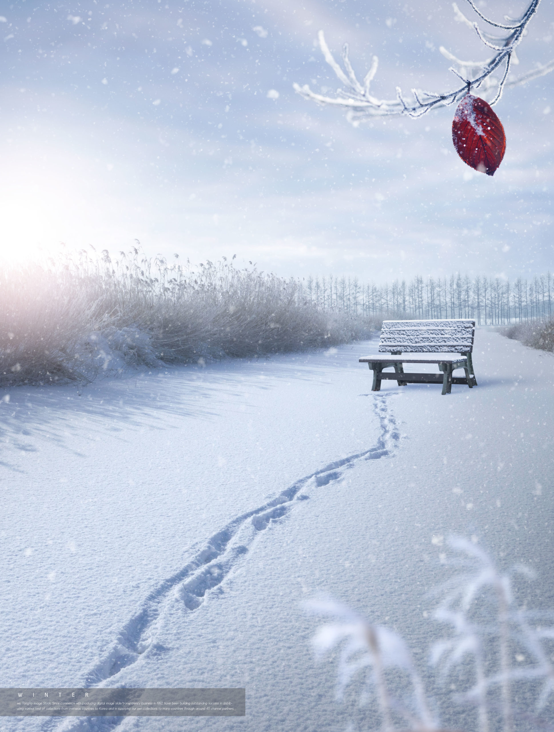 冬季雪景背景图片psd素材合集插图(1)