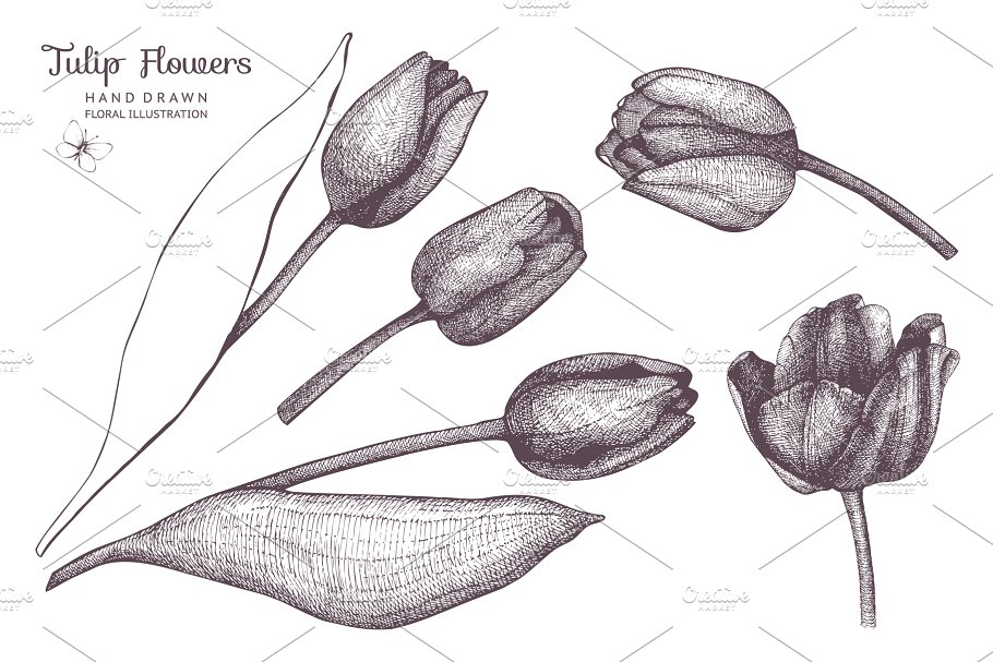 复古手绘春季花卉插图 Vector Flowers Collection插图(2)