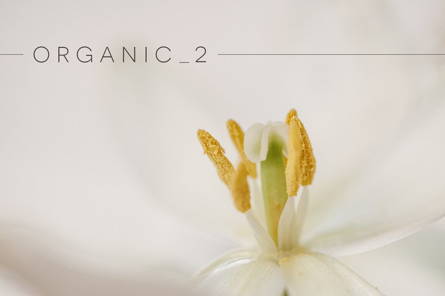 植物花卉特写镜头高清照片素材 Organic 2插图