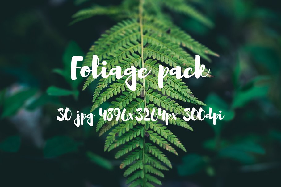 高清蕨类植物照片素材 Foliage Photo Pack插图(14)