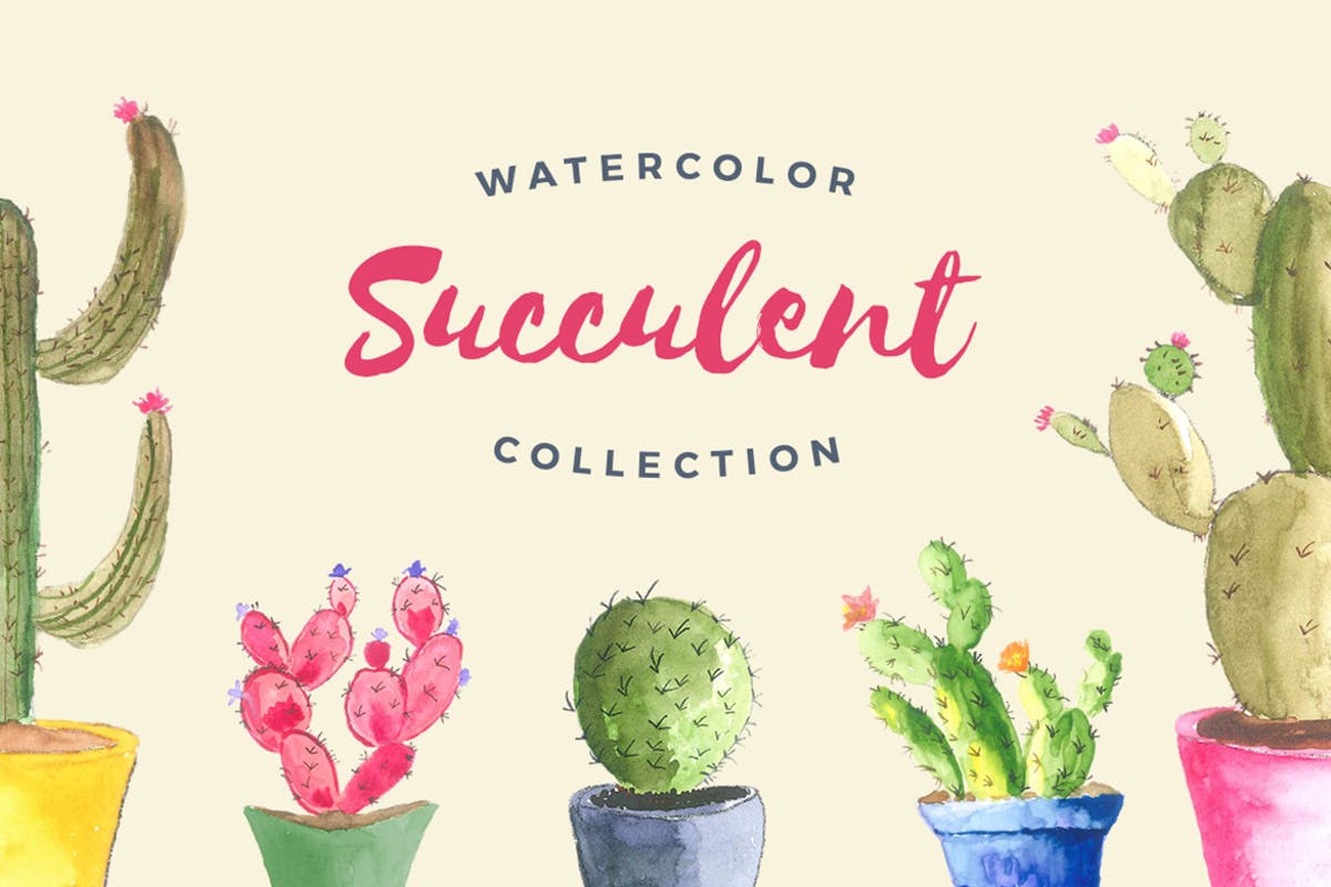多肉植物手绘水彩插画合集 Watercolor Succulent Collection插图