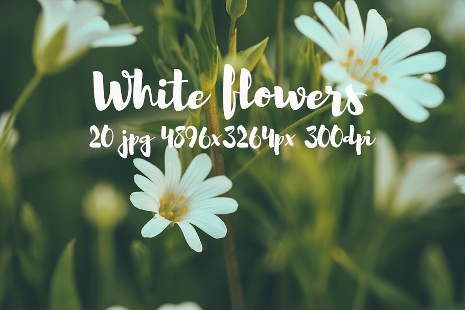 白色花卉高清照片素材合集 White flowers photo pack插图4