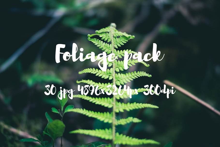 高清蕨类植物照片素材 Foliage Photo Pack插图(8)