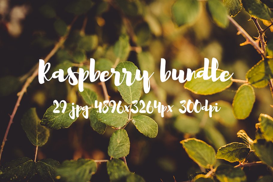 清新自然树莓高清图片素材 Raspberry photo pack插图10