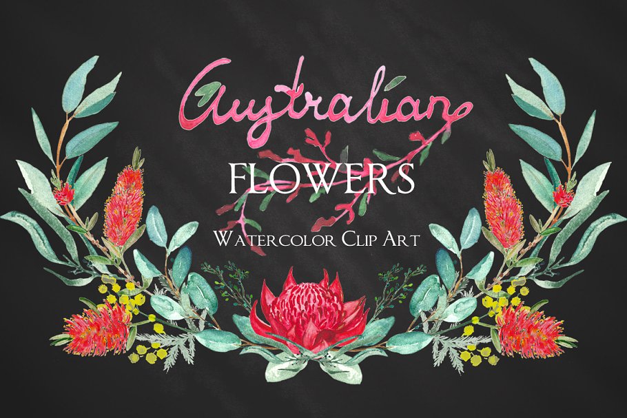 澳大利亚水彩花卉插画 Australian flowers watercolors插图3