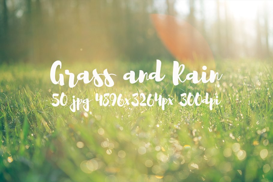 草与雨主题高清照片素材 Grass and rain photo pack插图(2)