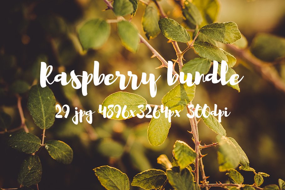 清新自然树莓高清图片素材 Raspberry photo pack插图12