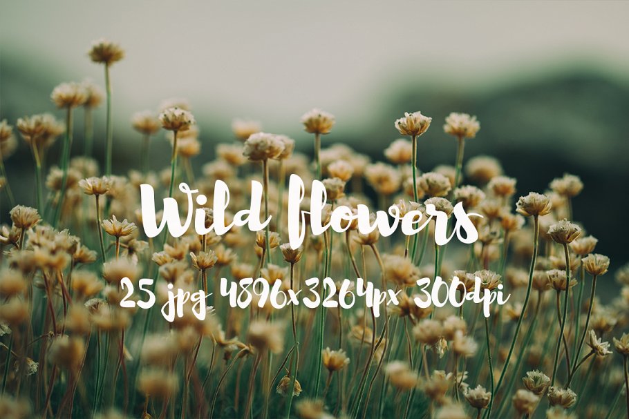 野外花卉特写镜头高清照片 II Wild Flowers II photo pack插图(2)