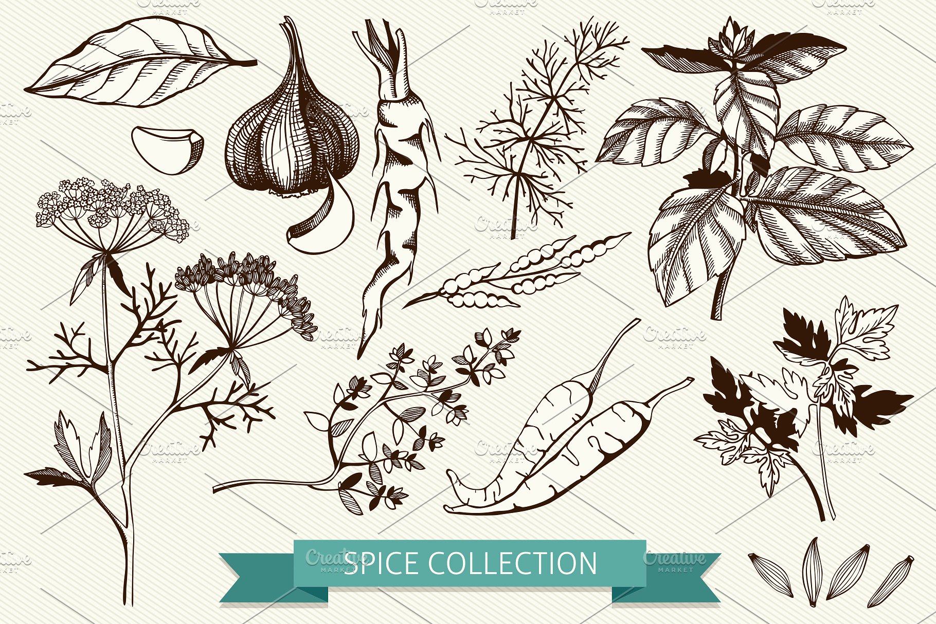 厨房香料及香草矢量插画 Vector Kitchen Spice & Herbs Set插图3