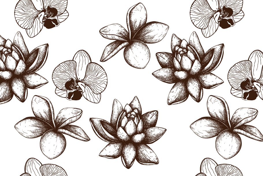 6款墨水手绘外来植物插图 6 Vector Exotic Flowers插图1