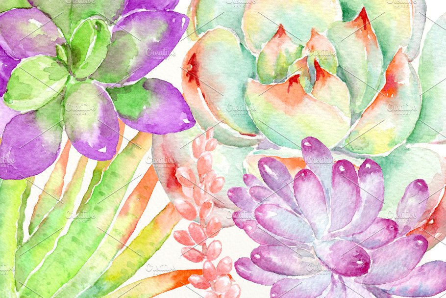 明亮的粉紫色多肉植物插画&花卉框架 Watercolor Succulent Plant插图3