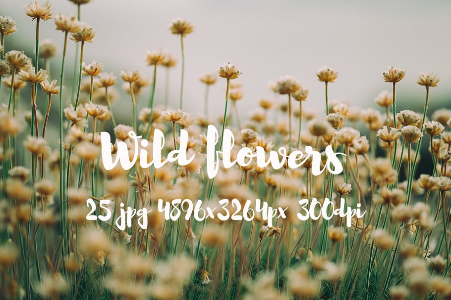 野外花卉特写镜头高清照片 II Wild Flowers II photo pack插图(3)
