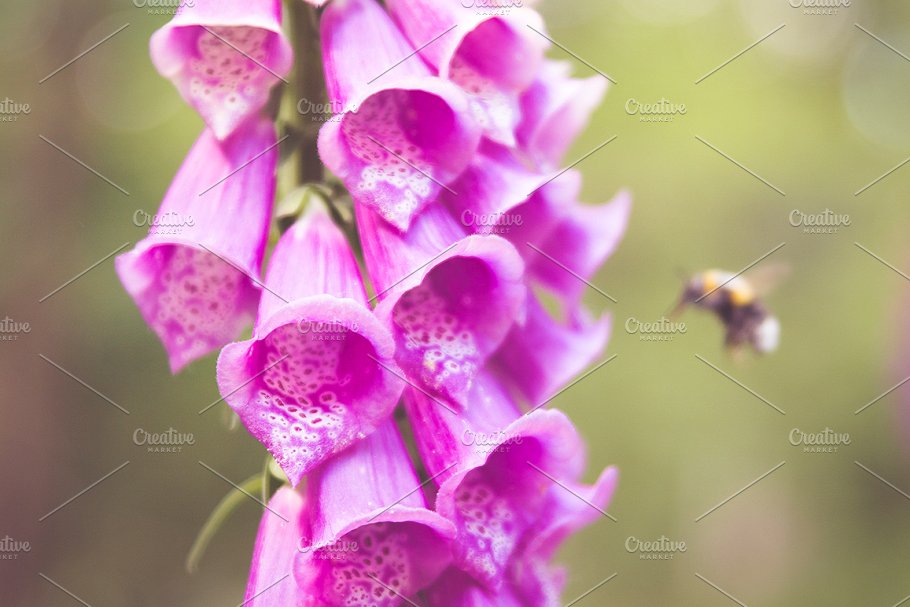 风铃草花卉高清照片合集 Bellflower – Flower Bundle!插图(3)