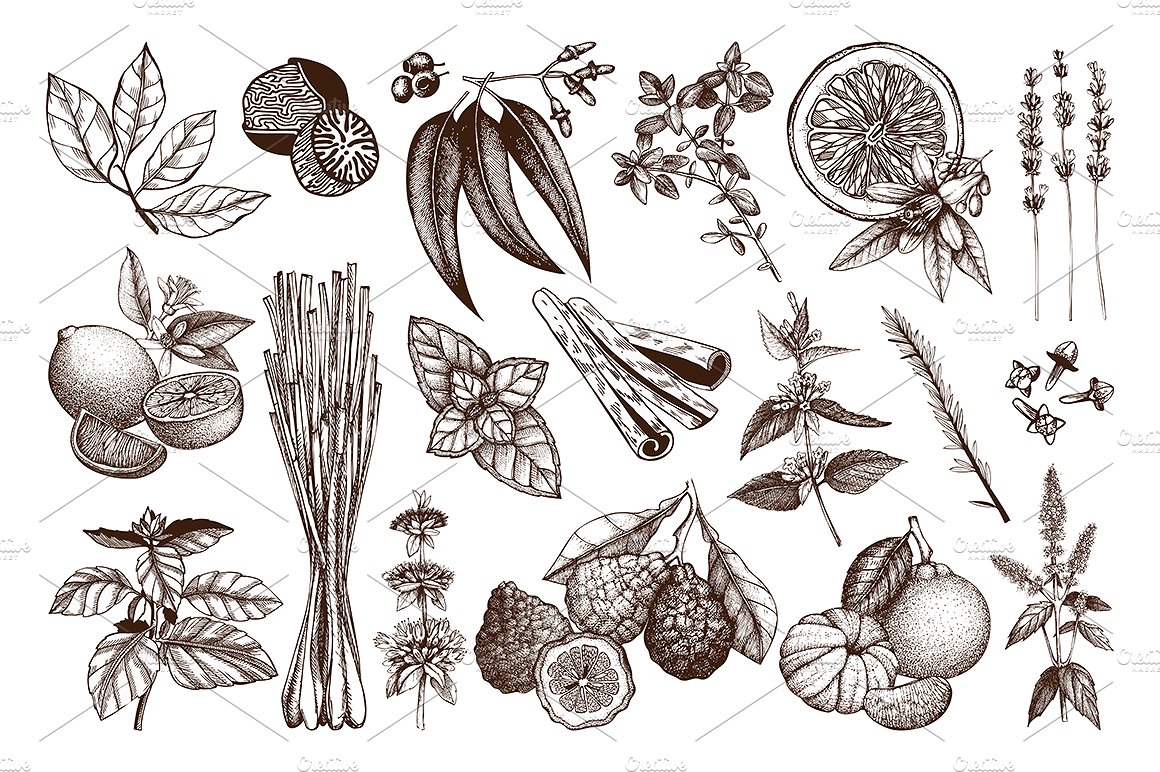 老式水墨手绘草药＆水果素描插图集 Vector Herbs & Fruits Illustrations插图