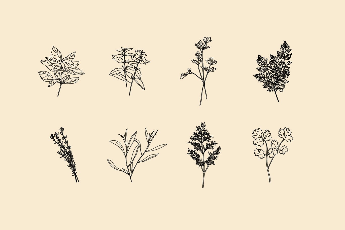 20+草药和香料手绘图案设计素材 Hand Drawn Herbs & Spices插图(3)