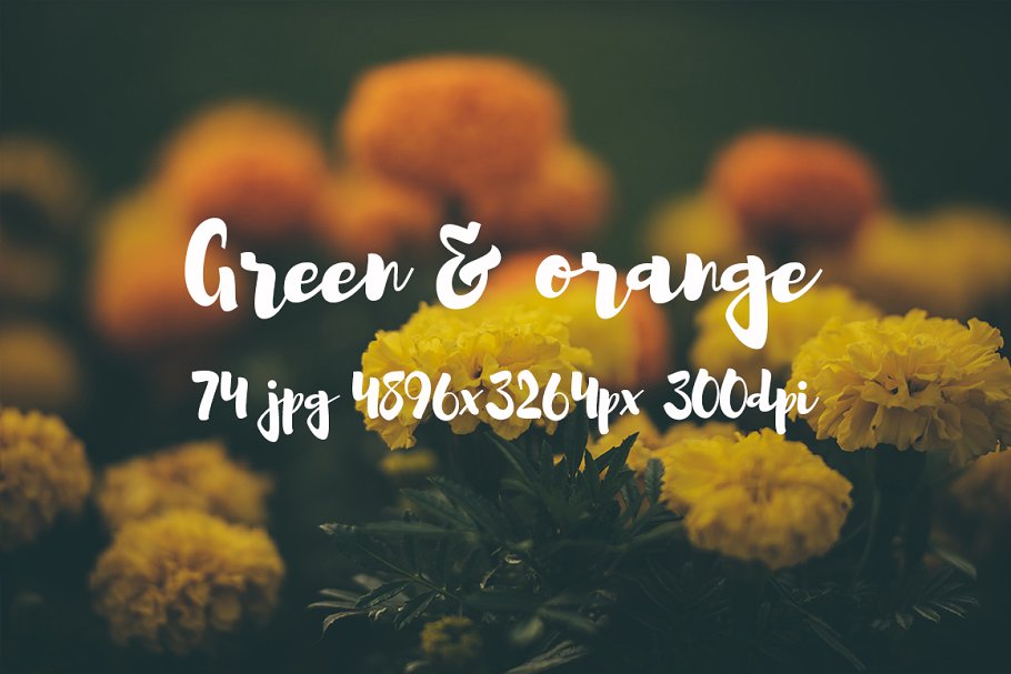 橙黄色花卉高清照片素材 Green and orange photo bundle插图10