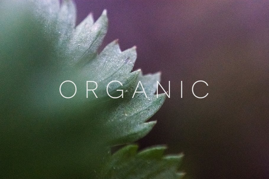 20张高清分辨率花卉植物特写镜头照片 Organic插图12