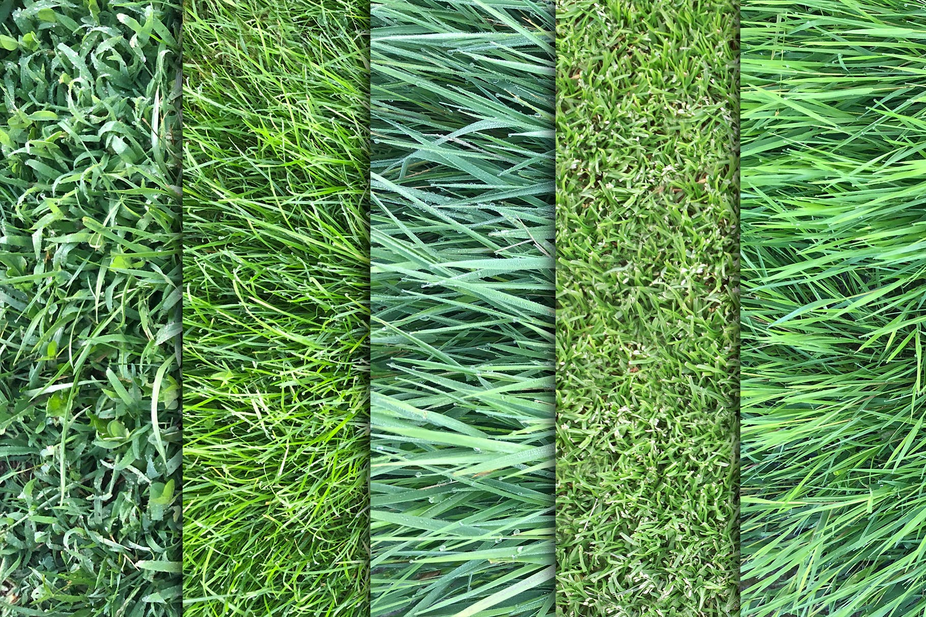 10张高清绿茵草坪照片背景素材v3 Grass Textures x10 Vol 3插图(1)