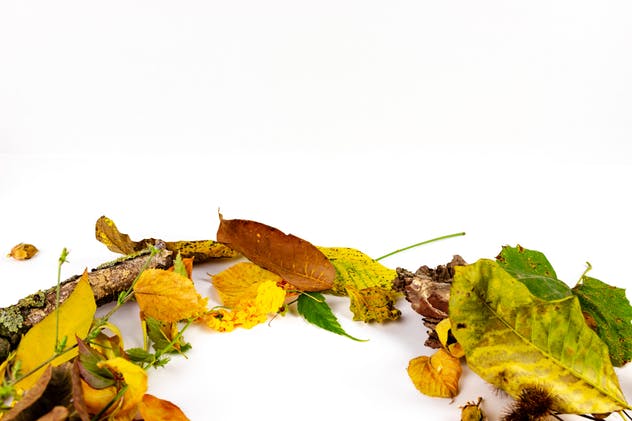 秋天落叶背景画框相框样机 Natural Autumn – Product Mockups插图(5)
