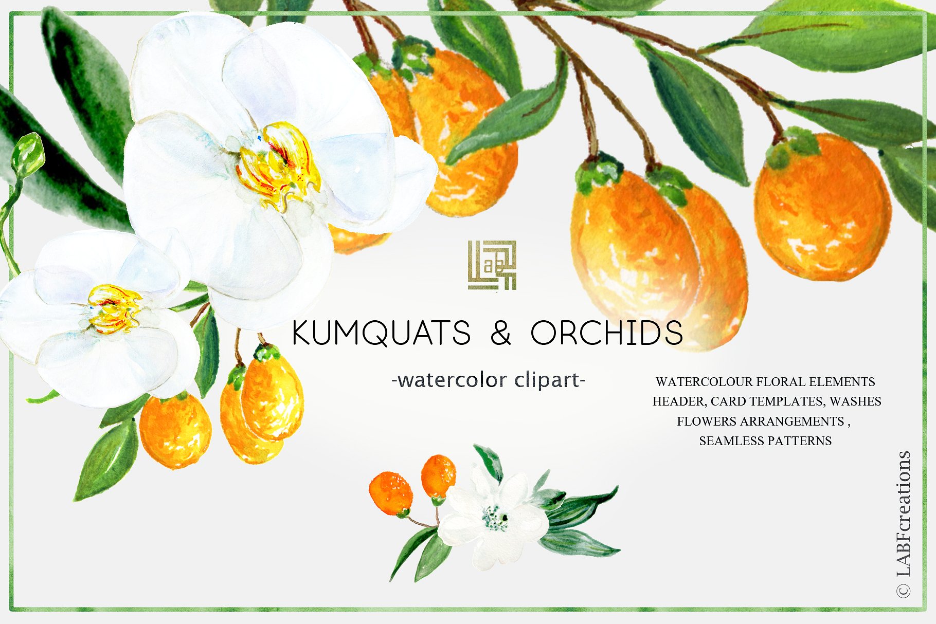 金橘和白色兰花手绘水彩画素材 Kumquat & white orchids. Watercolors插图