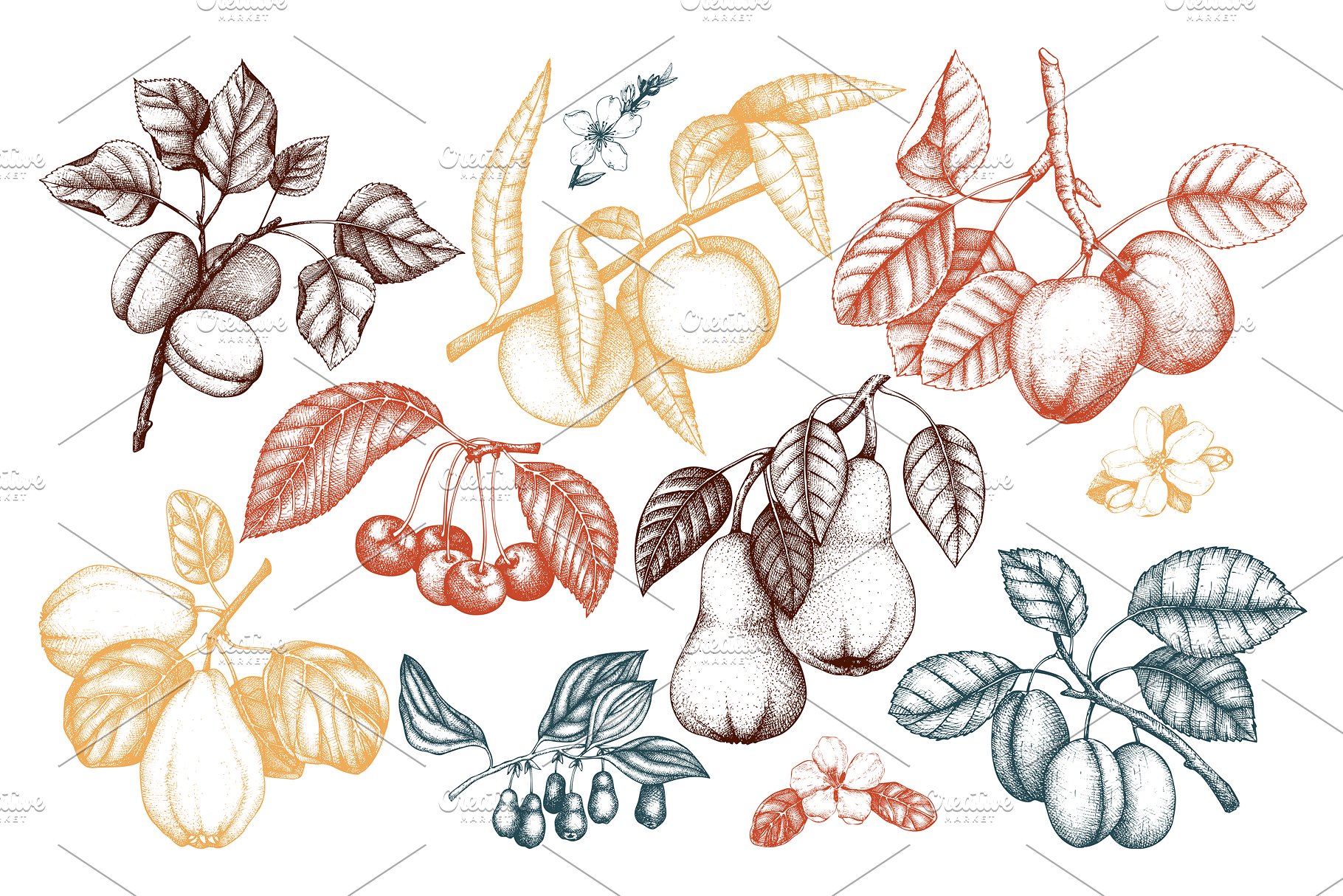 成熟水果矢量插图 Vector Ripe Fruits Illustrations插图(1)