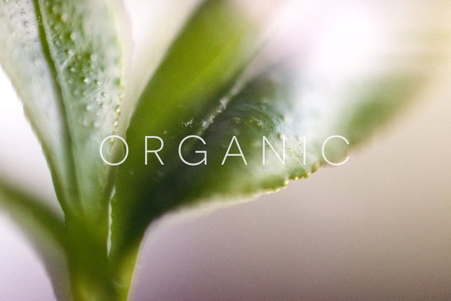 20张高清分辨率花卉植物特写镜头照片 Organic插图8