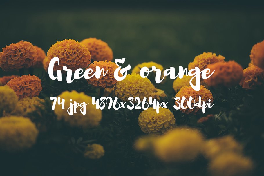 橙黄色花卉高清照片素材 Green and orange photo bundle插图20