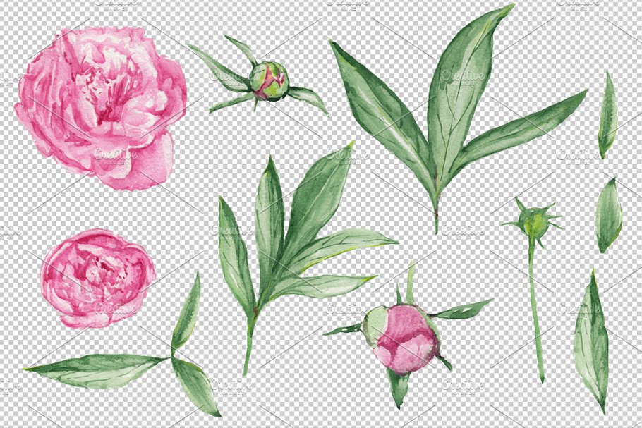 水彩牡丹花花卉插画设计素材 Watercolor Peonies DIY Pack +bonus插图(4)