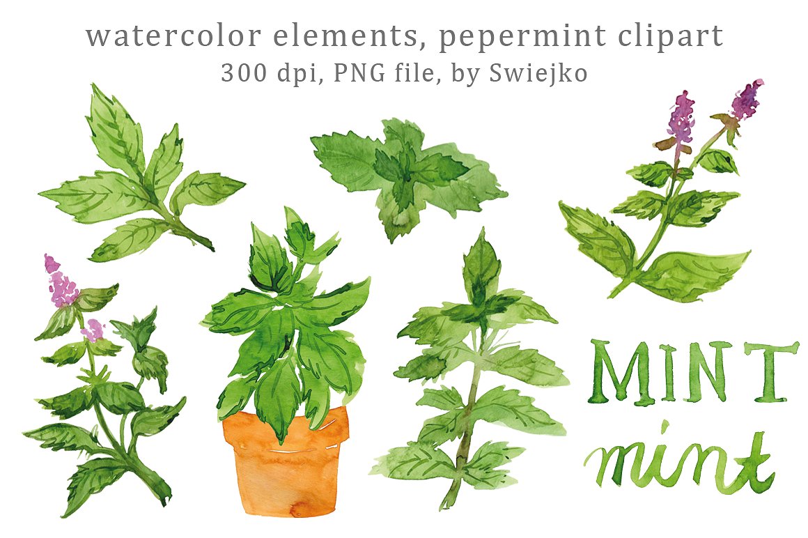 草本植物薄荷水彩剪贴画 Watercolor Herbs, Peppermint插图(1)