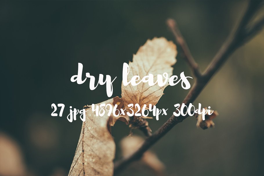 枯叶落叶高清照片素材 Dry leaves photo pack插图(2)
