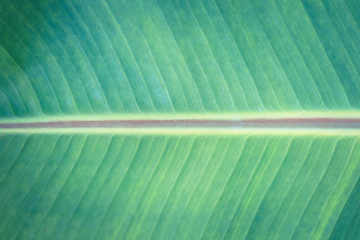 热带植物棕榈叶纹理背景插图10