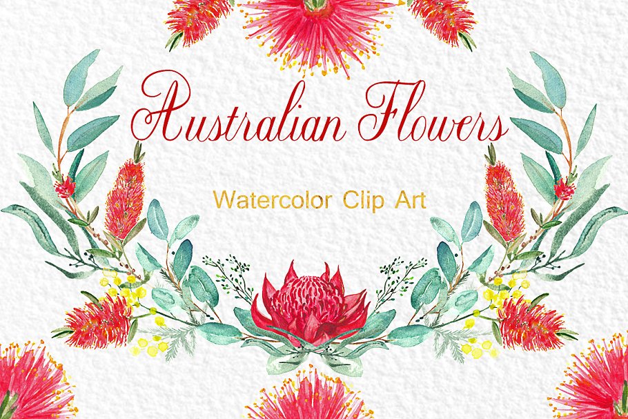 澳大利亚水彩花卉插画 Australian flowers watercolors插图(1)