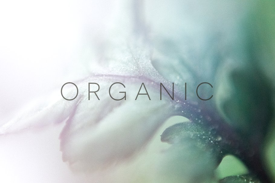 20张高清分辨率花卉植物特写镜头照片 Organic插图