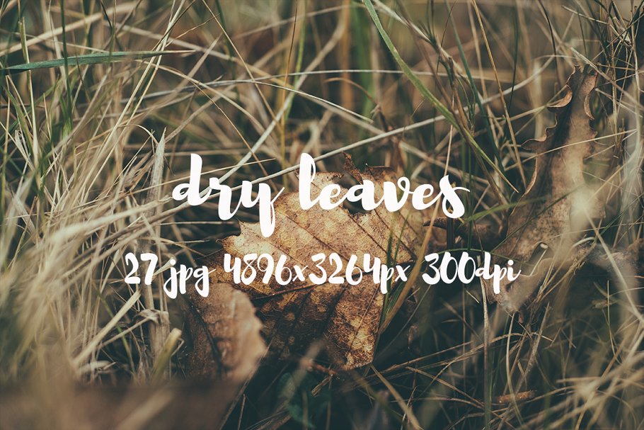枯叶落叶高清照片素材 Dry leaves photo pack插图(9)