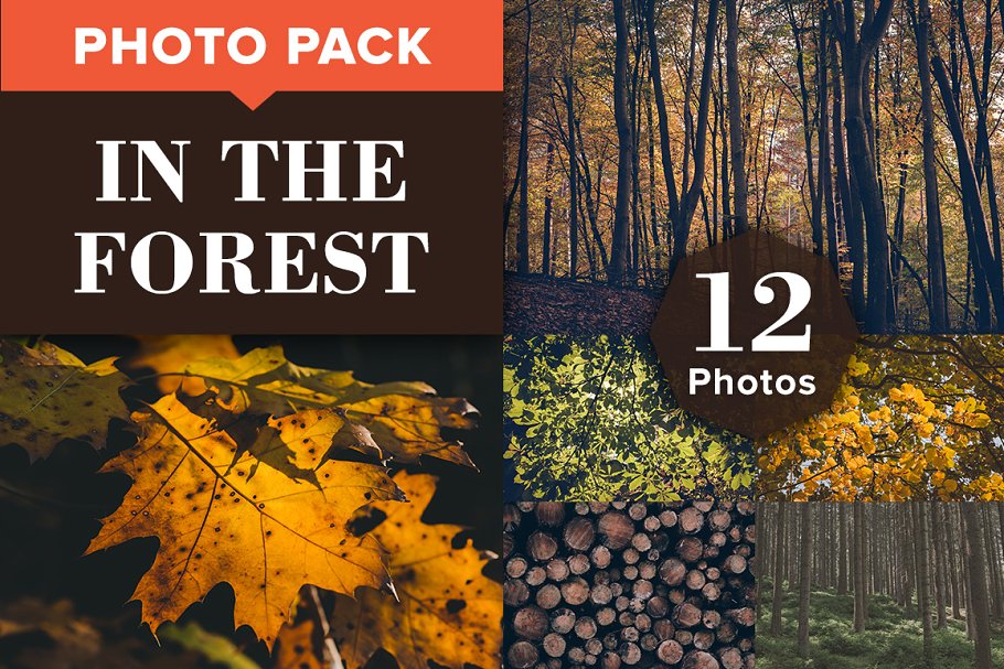 森林主题高清照片素材 IN THE FOREST (12 Premium Photos)插图