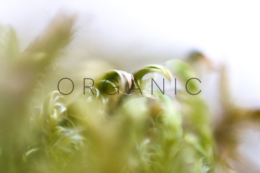 20张高清分辨率花卉植物特写镜头照片 Organic插图7