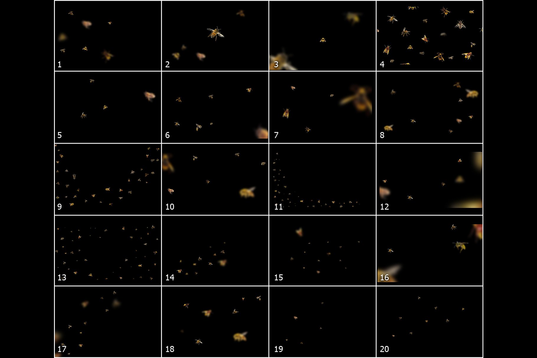 5K高清分辨率蜜蜂叠层背景素材 5K Bees Overlays插图(2)