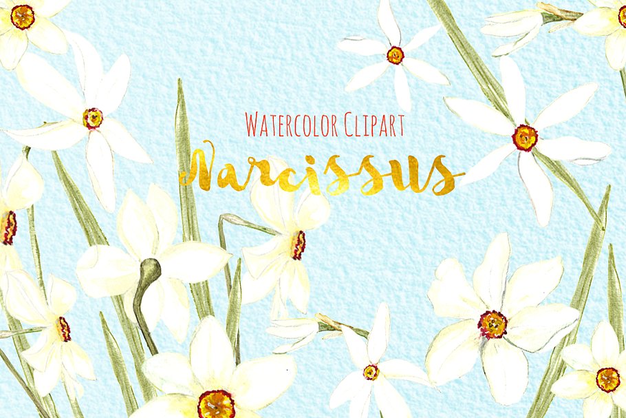 白水仙水彩剪贴画 White Narcissus Watercolor clipart插图(2)
