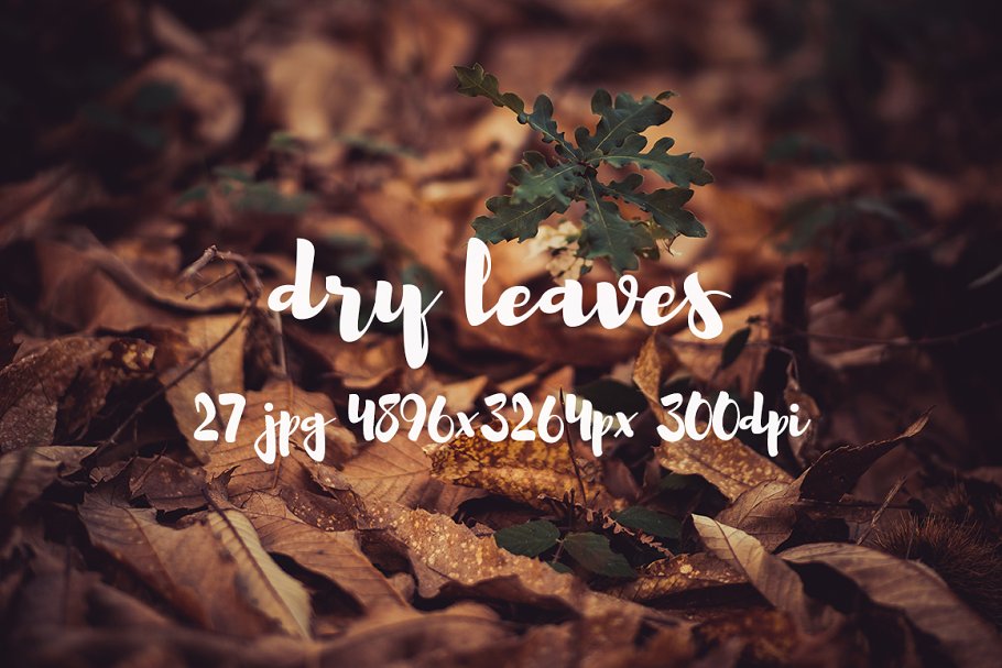 枯叶落叶高清照片素材 Dry leaves photo pack插图(7)