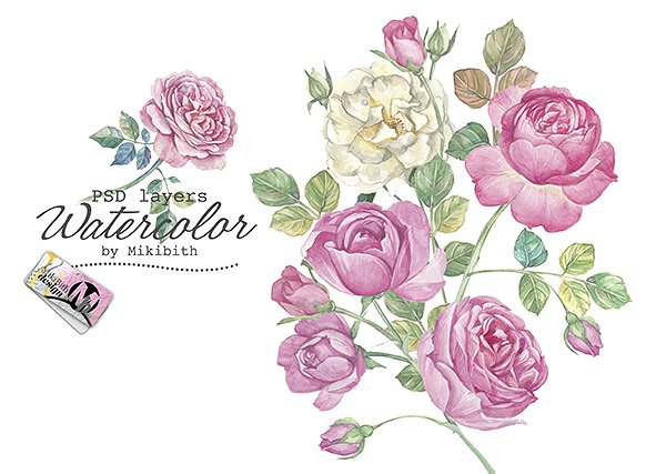手绘水彩英国玫瑰花卉插画 Hand drawn watercolor english roses插图(5)