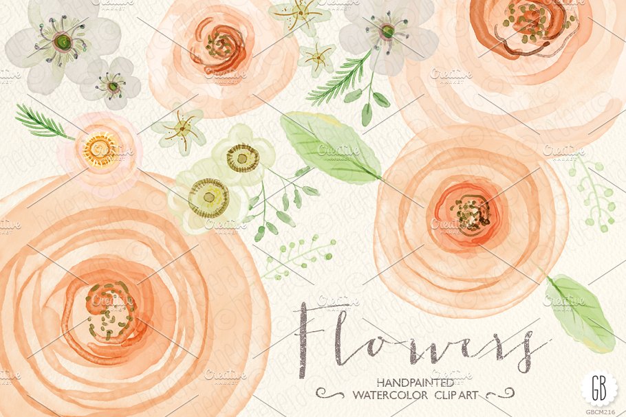 花卉，蔷薇，毛茛等水彩元素 Watercolor flowers, rose, ranunculus插图