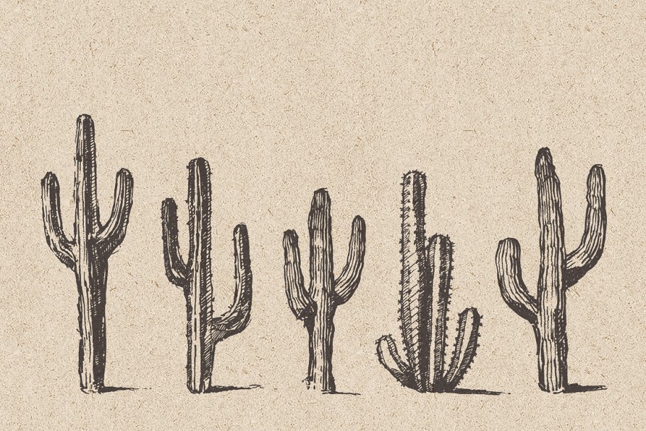 仙人掌素描风格设计素材 Big cacti bundle, sketch style插图7