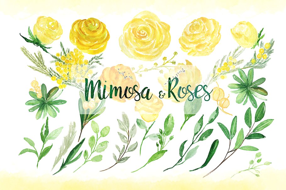 黄色含羞草&蔷薇花水彩插画素材 Mimosa & roses  yellow flowers插图(6)