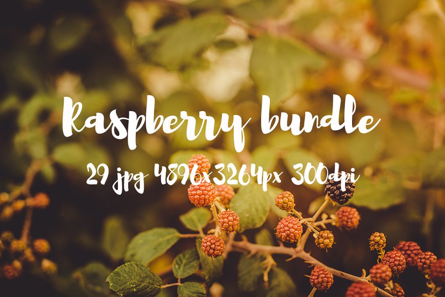 清新自然树莓高清图片素材 Raspberry photo pack插图7