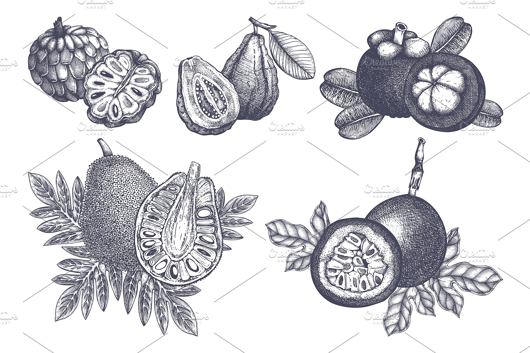 热带亚热带水果矢量图形套装 Vector Exotic Fruits & Plans Set插图(5)