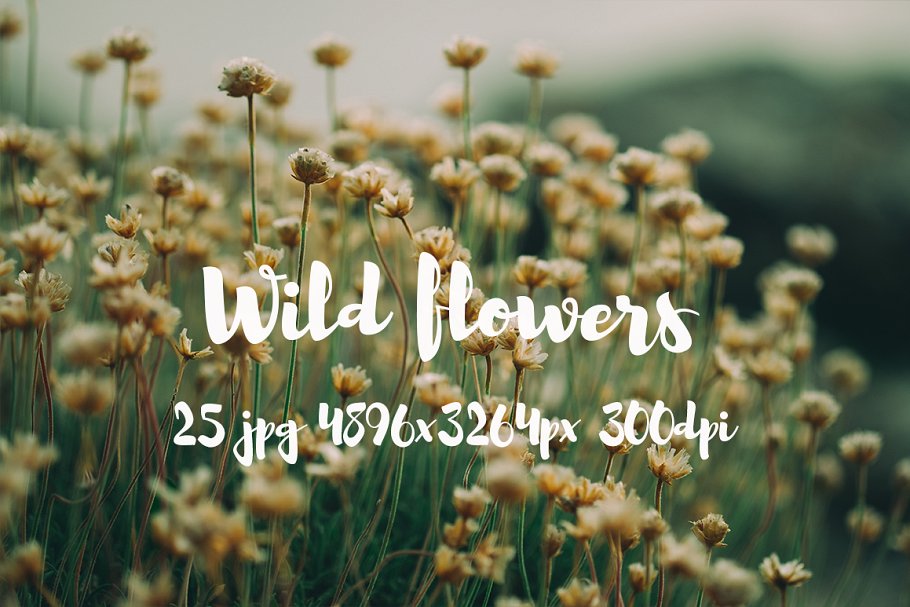 野外花卉特写镜头高清照片 II Wild Flowers II photo pack插图(10)